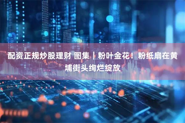 配资正规炒股理财 图集｜粉叶金花！粉纸扇在黄埔街头绚烂绽放